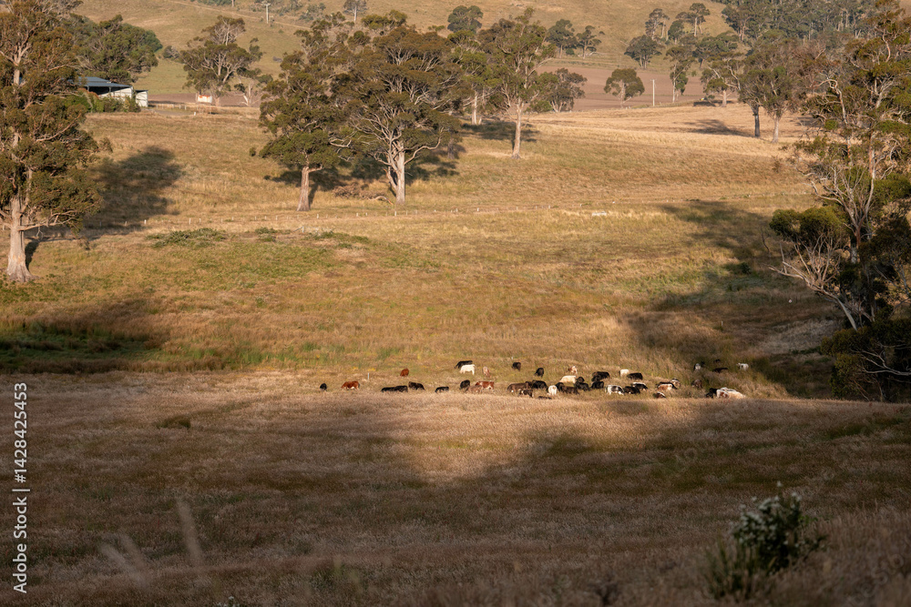 pasture and grasses growing on a regenerative agricultural farm. native plants storing carbon in australia