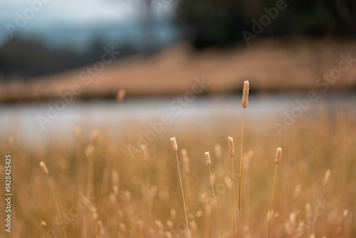 Obraz na płótnie pasture and grasses growing on a regenerative agricultural farm. native plants storing carbon in australia w salonie