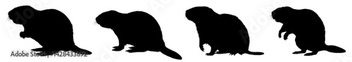 Set of  beaver silhouette – vector illustration