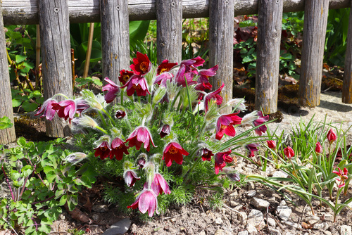 Billede på lærred Ruby-coloured pasqueflower (Pulsatilla vulgaris) in front of wooden garden fence
