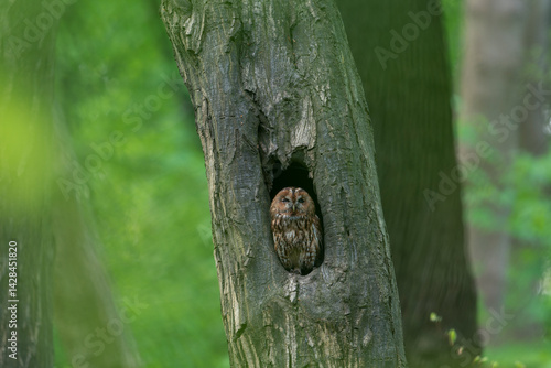 tawny owl