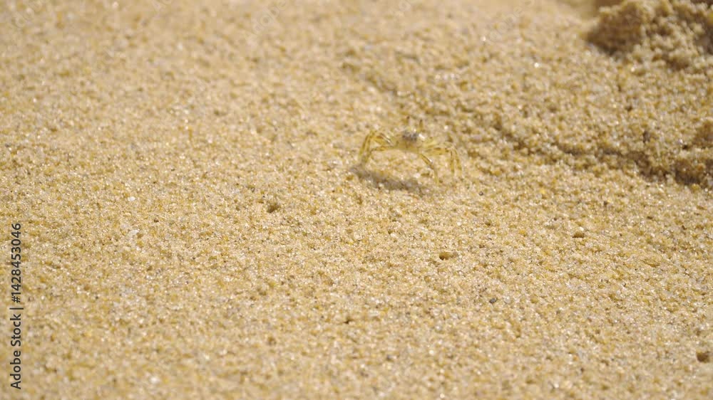 Little crab scurries on the sandy beach of Sri Lanka during summer morning Little crab scurries on the sandy beach of Sri Lanka during summer morning