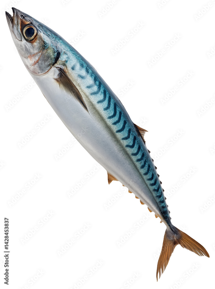 Fresh mackerel fish with vibrant blue and silver scales. Fresh mackerel fish with vibrant blue and silver scales.