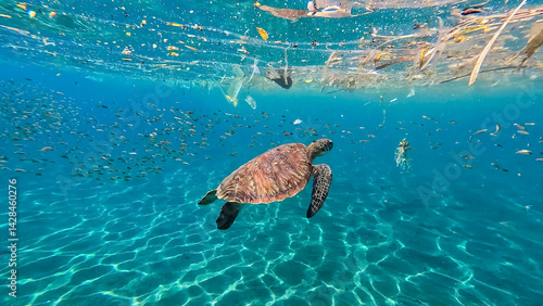 Sea turtle swimming with ocean plastic trash pollution floating on surface of water