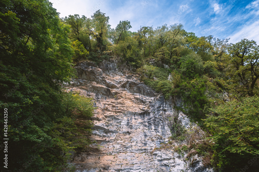 green forest on rock
