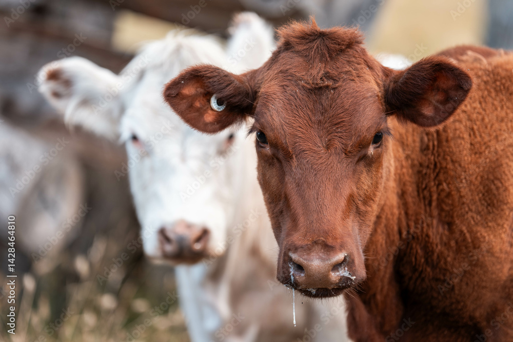 beautiful cattle in Australia eating grass, grazing on pasture. Herd of cows free range beef being regenerative raised on an agricultural farm. Sustainable farming beautiful cattle in Australia eating grass, grazing on pasture. Herd of cows free range beef being regenerative raised on an agricultural farm. Sustainable farming
