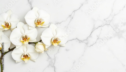 Obraz na płótnie Elegant White Orchid Phalaenopsis Flowers on Marble Surface Stunning Floral Arrangement Bright Indoor Environment w salonie