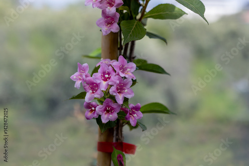 Weigela pink flower,pink and white flowers,Bush blooming with pink flowers, nature, summer. Plants in the garden,Weigela florida 'Suzanne'