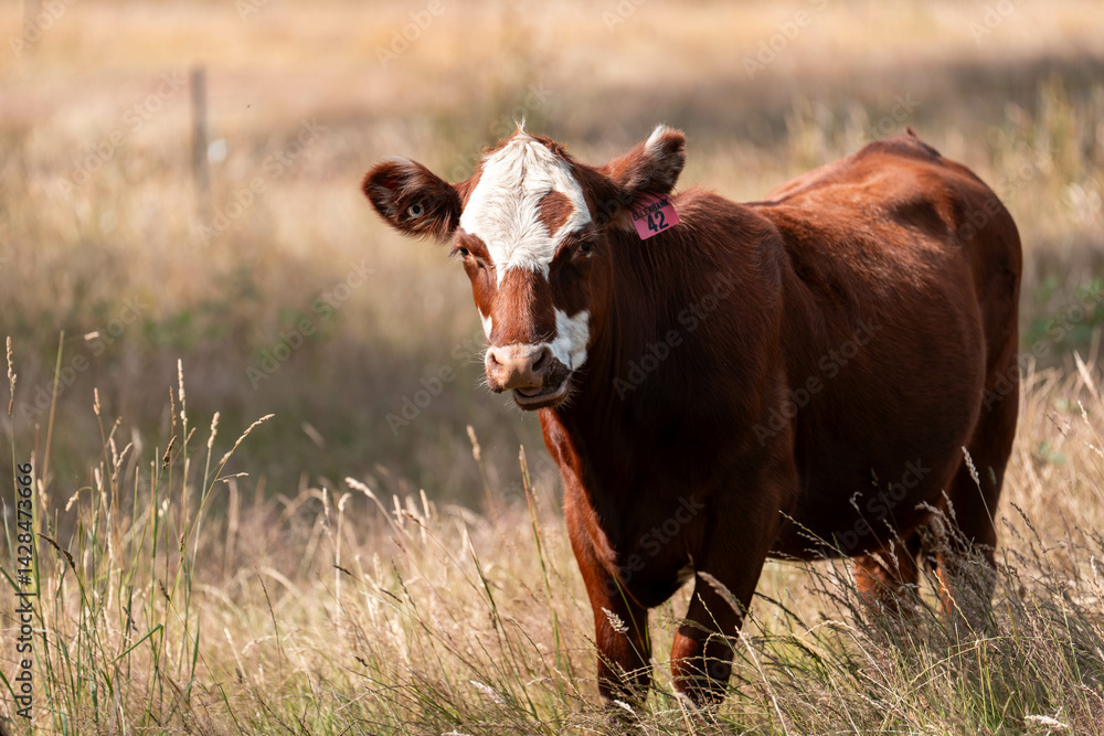 Beef cows and calves grazing on grass on a beef cattle farm in Australia. breeds include murray grey, angus and wagyu Beef cows and calves grazing on grass on a beef cattle farm in Australia. breeds include murray grey, angus and wagyu