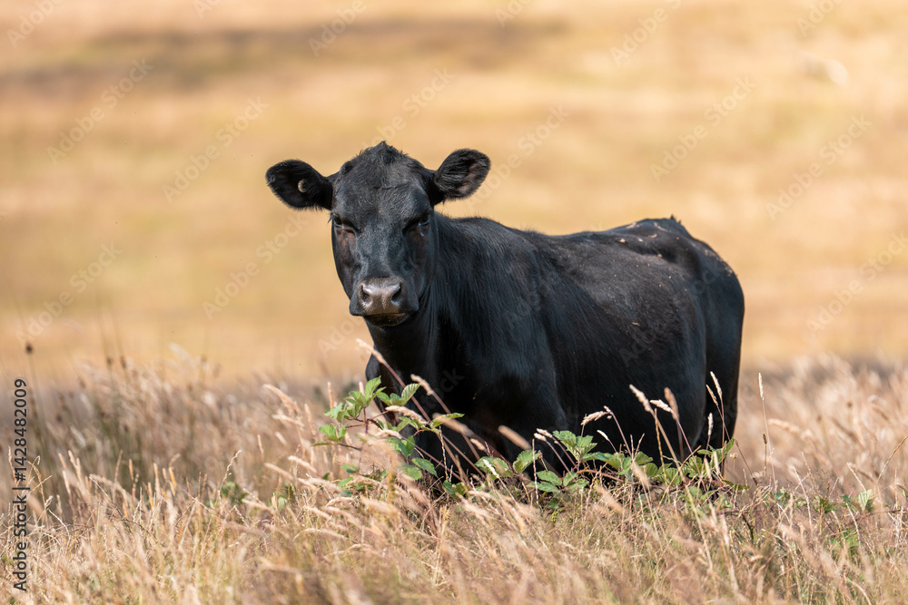 Beef cows and calves grazing on grass on a beef cattle farm in Australia. breeds include murray grey, angus and wagyu Beef cows and calves grazing on grass on a beef cattle farm in Australia. breeds include murray grey, angus and wagyu