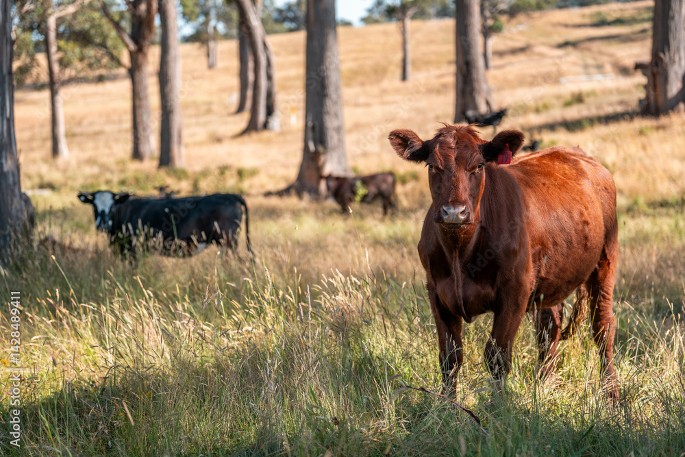 Beef cows and calves grazing on grass on a beef cattle farm in Australia. breeds include murray grey, angus and wagyu
