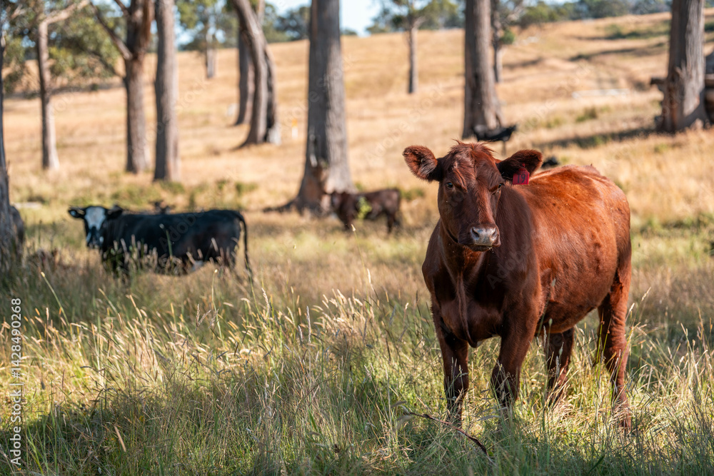 Beef cows and calves grazing on grass on a beef cattle farm in Australia. breeds include murray grey, angus and wagyu
