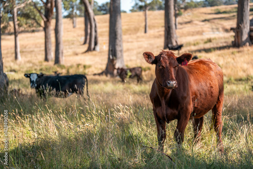 Obraz na płótnie Beef cows and calves grazing on grass on a beef cattle farm in Australia. breeds include murray grey, angus and wagyu w salonie