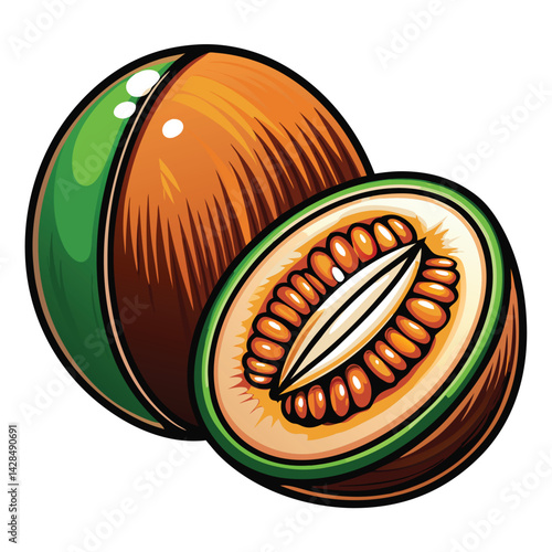 Cantaloupe illustration