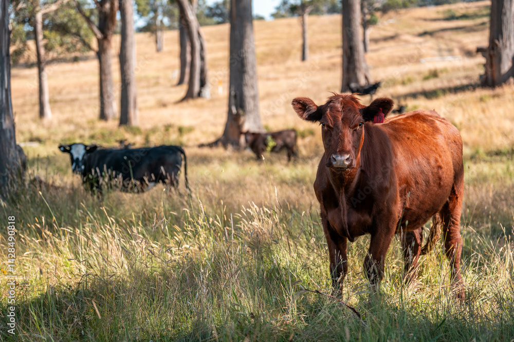 organic, regenerative, sustainable agriculture farm producing stud wagyu beef cows. cattle grazing in a paddock. cow in a field on a ranch