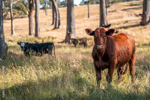 Obraz na płótnie organic, regenerative, sustainable agriculture farm producing stud wagyu beef cows. cattle grazing in a paddock. cow in a field on a ranch w salonie
