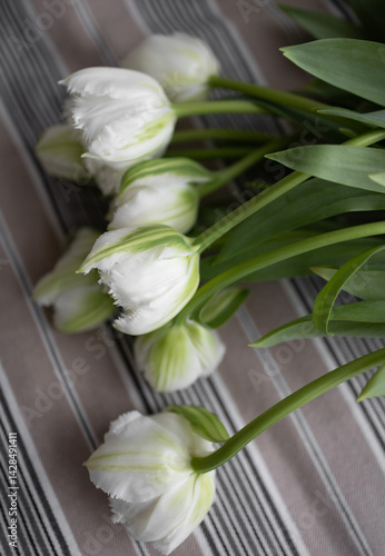 Bouquet of white tulips lying on a background of striped fabric