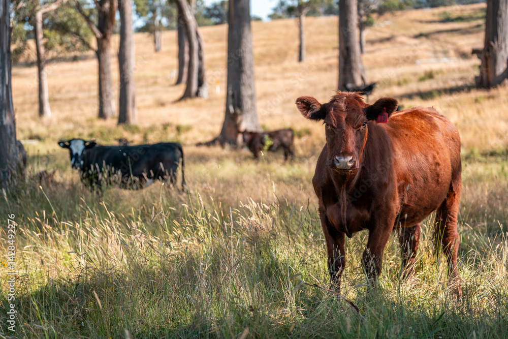 beautiful cattle in Australia eating grass, grazing on pasture. Herd of cows free range beef being regenerative raised on an agricultural farm. Sustainable farming