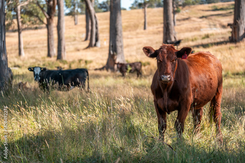 beautiful cattle in Australia  eating grass, grazing on pasture. Herd of cows free range beef being regenerative raised on an agricultural farm. Sustainable farming