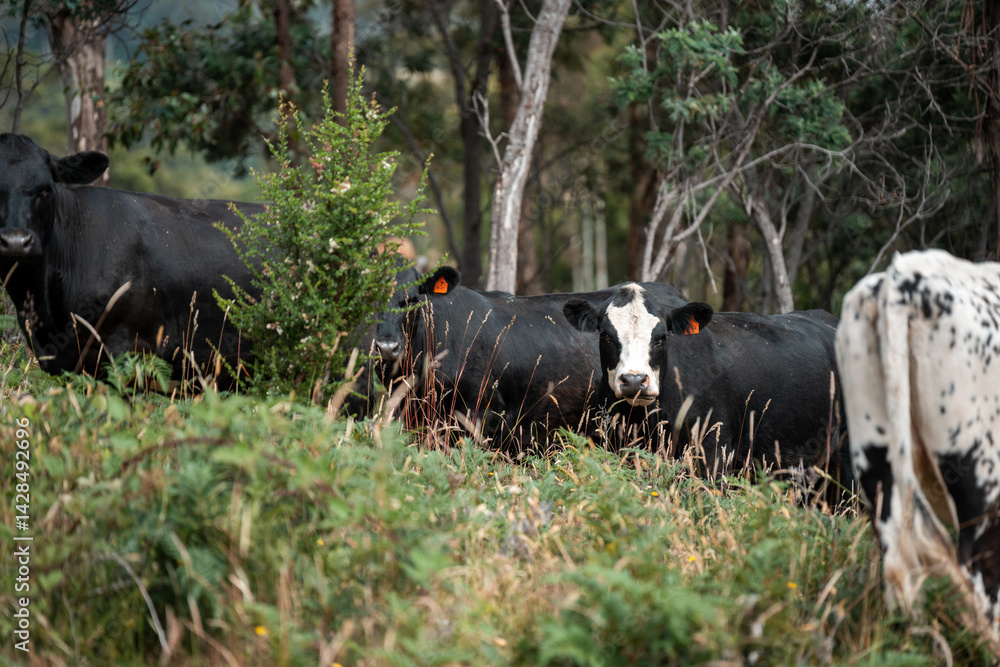 Beef cows and calves grazing on grass on a beef cattle farm in Australia. breeds include murray grey, angus and wagyu