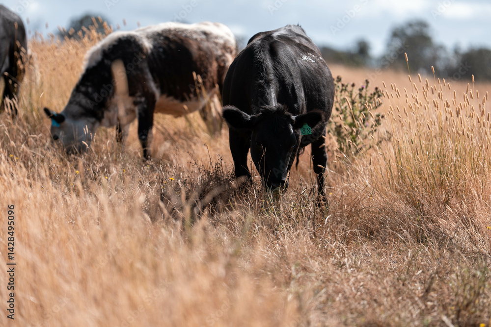 Stud beef cows in a field on a farm in England. English cattle in a meadow grazing on pasture in springtime. Green grass growing in a paddock on a sustainable agricultural ranch.