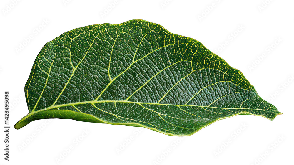 A detailed image of a single, vibrant green leaf, showcasing its intricate veining and texture against a dark backdrop. A detailed image of a single, vibrant green leaf, showcasing its intricate veining and texture against a dark backdrop.