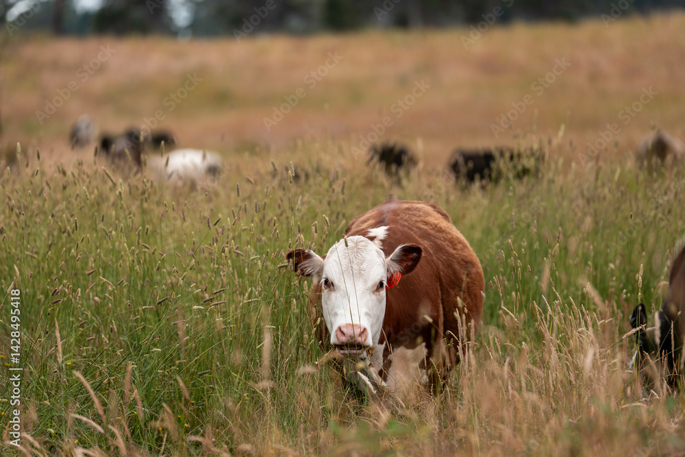 organic, regenerative, sustainable agriculture farm producing stud wagyu beef cows. cattle grazing in a paddock. cow in a field on a ranch