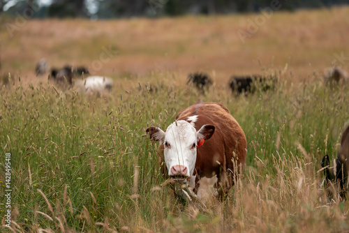 Obraz na płótnie organic, regenerative, sustainable agriculture farm producing stud wagyu beef cows. cattle grazing in a paddock. cow in a field on a ranch w salonie