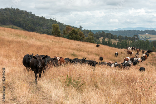 Obraz na płótnie beautiful cattle in Australia eating grass, grazing on pasture. Herd of cows free range beef being regenerative raised on an agricultural farm. Sustainable farming w salonie