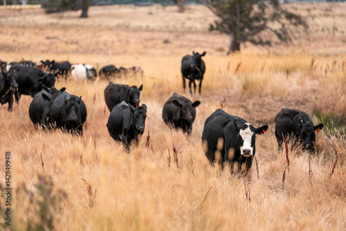 Stud beef cows in a field on a farm in England. English cattle in a meadow grazing on pasture in springtime. Green grass growing in a paddock on a sustainable agricultural ranch.