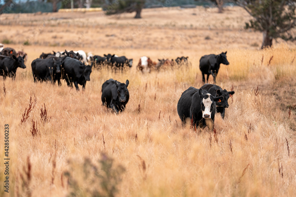 Stud beef cows in a field on a farm in England. English cattle in a meadow grazing on pasture in springtime. Green grass growing in a paddock on a sustainable agricultural ranch.