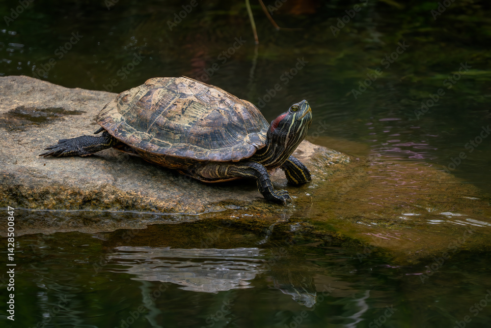 Fototapeta premium Red-eared Slider - Trachemys scripta elegans, beautiful colored invasive turtle from fresh waters, Singapore. Popular pet.