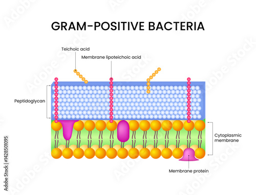 Structure of Gram-Positive Bacteria Cell
