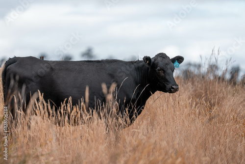 pasture and grasses growing on a regenerative agricultural farm. native plants storing carbon in australia