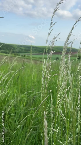 A beautiful landscape featuring lush green grass swaying gently in the refreshing breeze