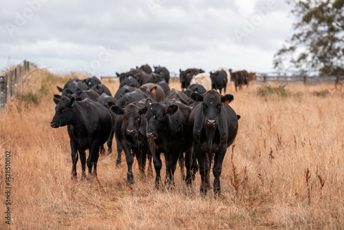 Wallpaper Mural Stud beef cows in a field on a farm in England. English cattle in a meadow grazing on pasture in springtime. Green grass growing in a paddock on a sustainable agricultural ranch. Torontodigital.ca
