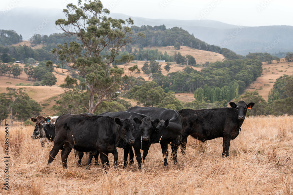 Stud beef cows in a field on a farm in England. English cattle in a meadow grazing on pasture in springtime. Green grass growing in a paddock on a sustainable agricultural ranch.
