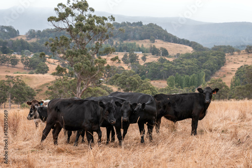 Obraz na płótnie Stud beef cows in a field on a farm in England. English cattle in a meadow grazing on pasture in springtime. Green grass growing in a paddock on a sustainable agricultural ranch. w salonie