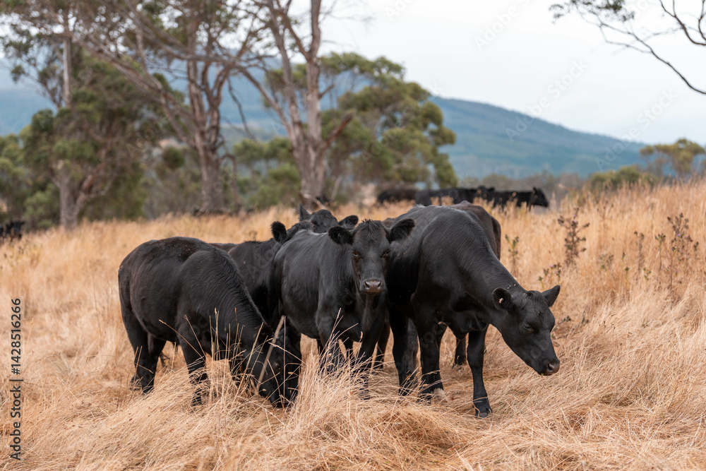 Stud beef cows in a field on a farm in England. English cattle in a meadow grazing on pasture in springtime. Green grass growing in a paddock on a sustainable agricultural ranch.