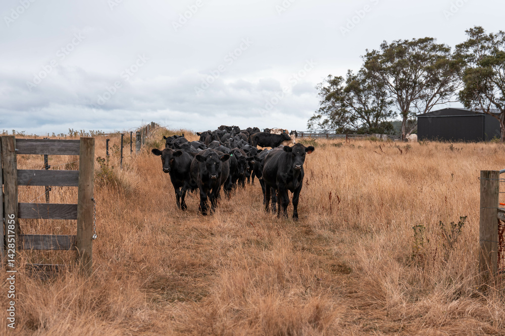 pasture and grasses growing on a regenerative agricultural farm. native plants storing carbon in australia