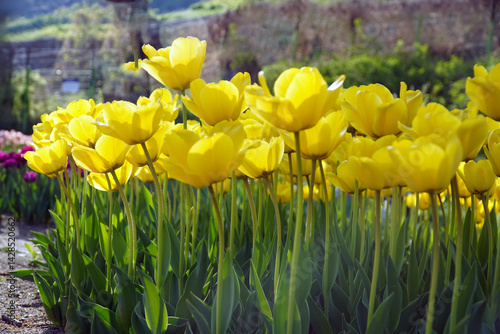yellow and red tulips