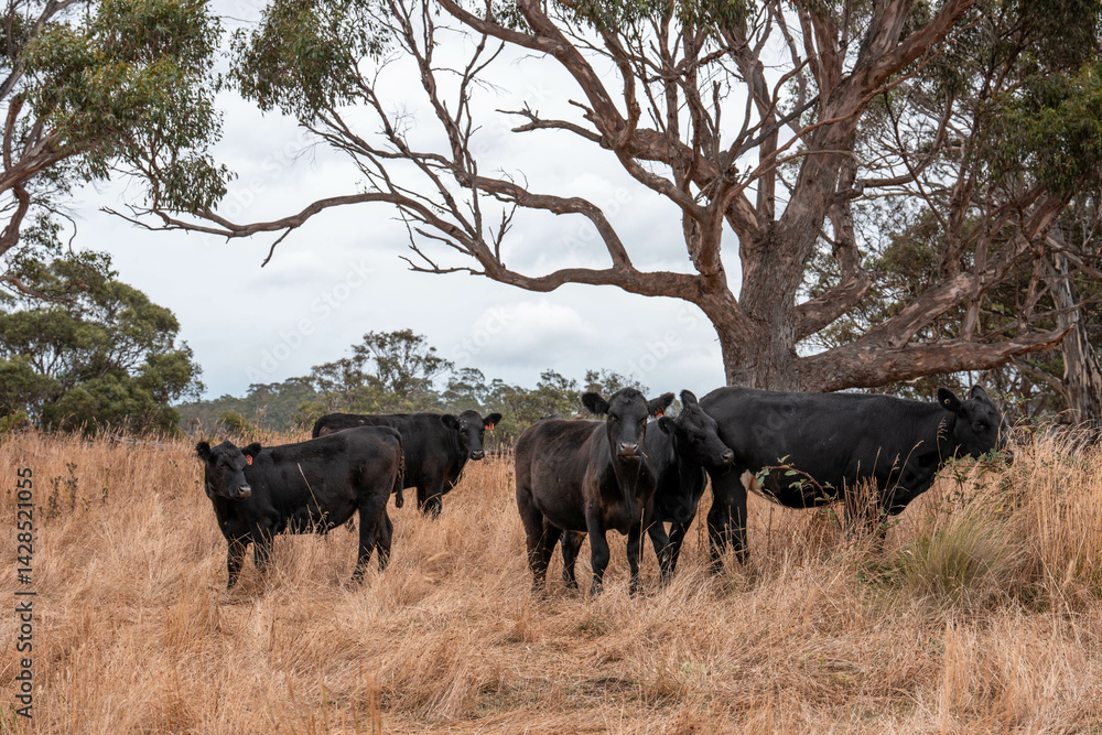 Stud beef cows in a field on a farm in England. English cattle in a meadow grazing on pasture in springtime. Green grass growing in a paddock on a sustainable agricultural ranch.