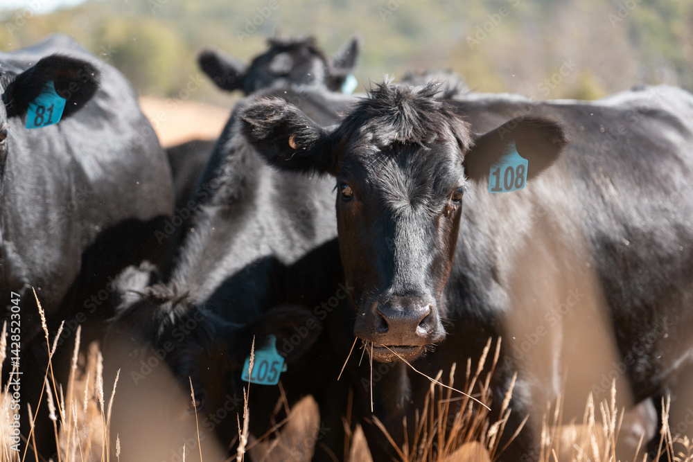 Stud beef cows in a field on a farm in England. English cattle in a meadow grazing on pasture in springtime. Green grass growing in a paddock on a sustainable agricultural ranch.