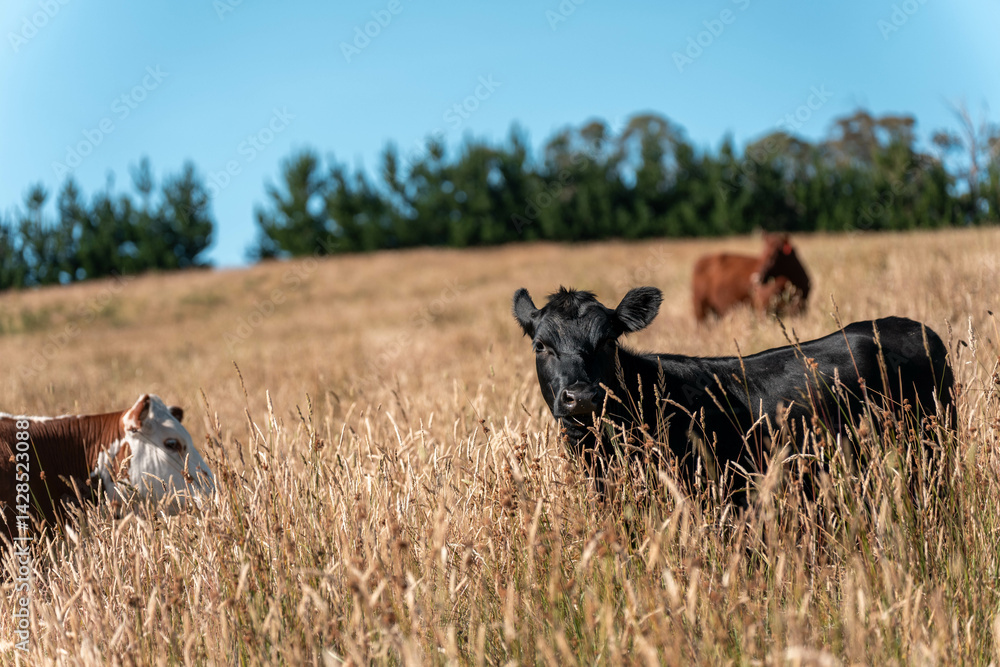 pasture and grasses growing on a regenerative agricultural farm. native plants storing carbon in australia