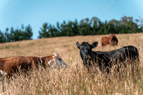 Obraz na płótnie Stud beef cows in a field on a farm in England. English cattle in a meadow grazing on pasture in springtime. Green grass growing in a paddock on a sustainable agricultural ranch. w salonie