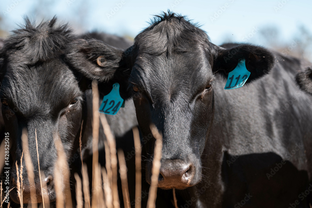 Stud beef cows in a field on a farm in England. English cattle in a meadow grazing on pasture in springtime. Green grass growing in a paddock on a sustainable agricultural ranch.