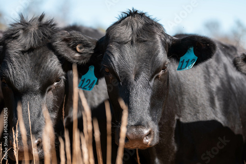 Obraz na płótnie Stud beef cows in a field on a farm in England. English cattle in a meadow grazing on pasture in springtime. Green grass growing in a paddock on a sustainable agricultural ranch. w salonie