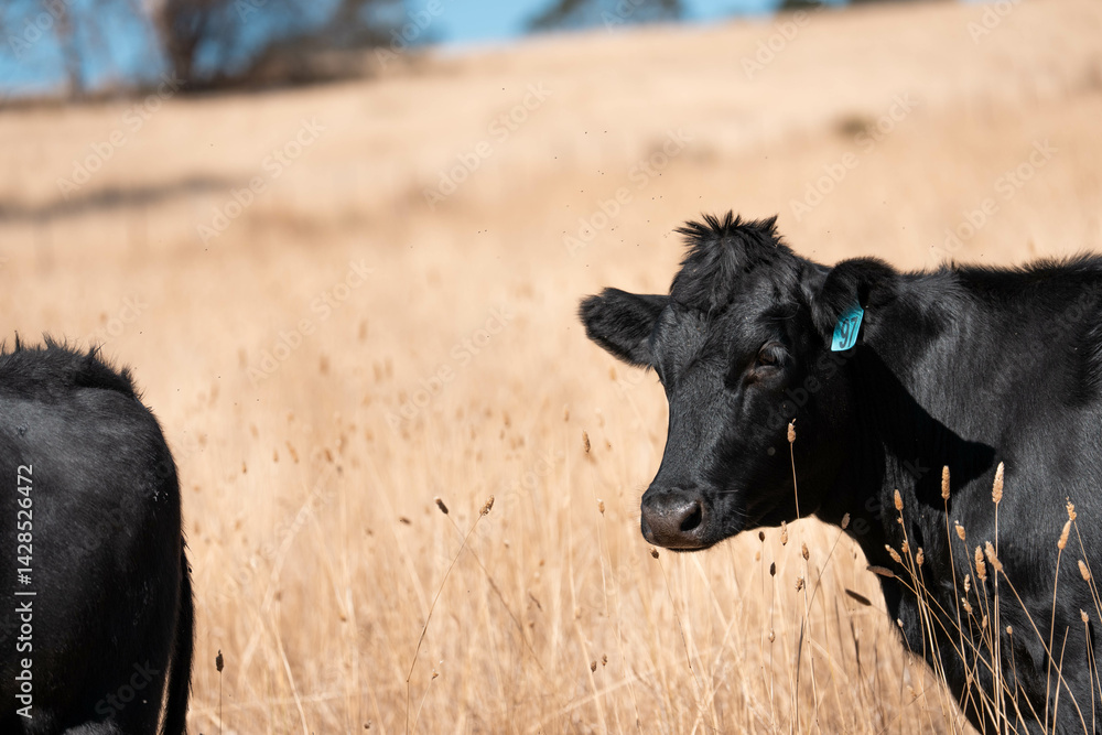 Stud beef cows in a field on a farm in England. English cattle in a meadow grazing on pasture in springtime. Green grass growing in a paddock on a sustainable agricultural ranch.