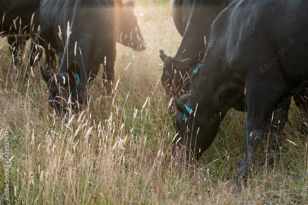 Stud beef cows in a field on a farm in England. English cattle in a meadow grazing on pasture in springtime. Green grass growing in a paddock on a sustainable agricultural ranch.