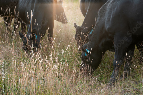 Obraz na płótnie Stud beef cows in a field on a farm in England. English cattle in a meadow grazing on pasture in springtime. Green grass growing in a paddock on a sustainable agricultural ranch. w salonie